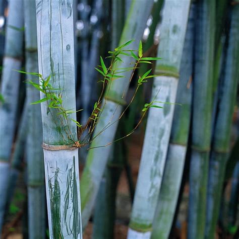 竹子的種類